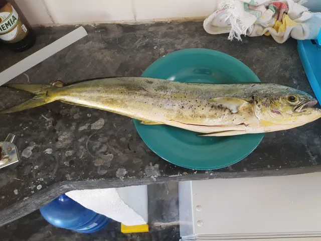 Goldmakrele