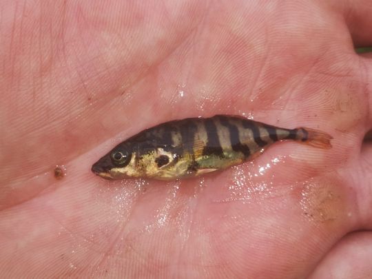 Dreistachliger Stichling