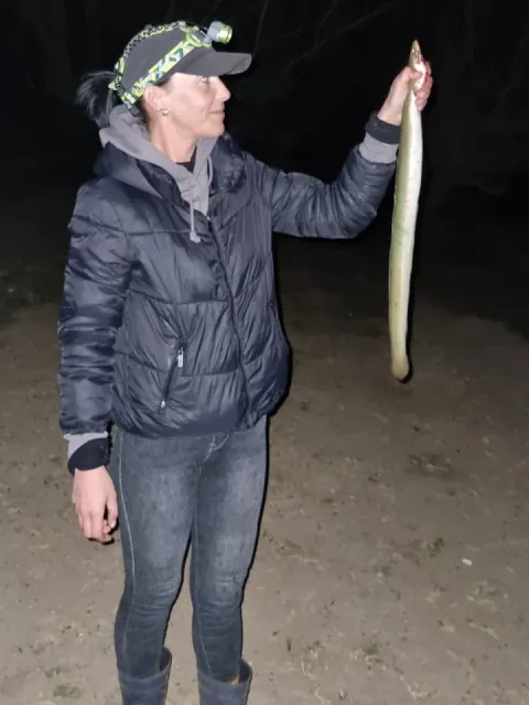 Aal