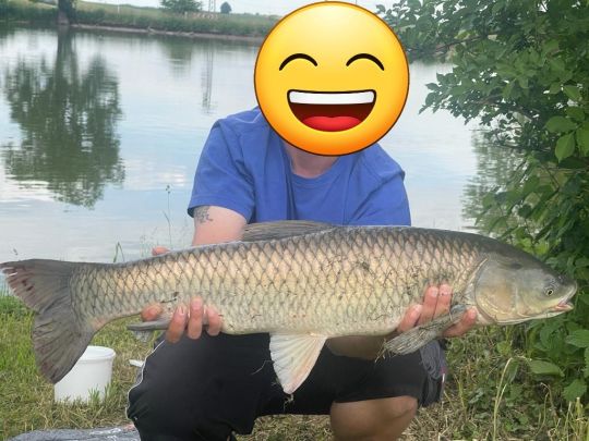 Graskarpfen
