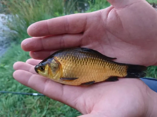 Karausche