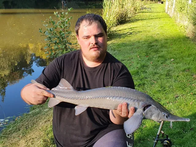 Stör