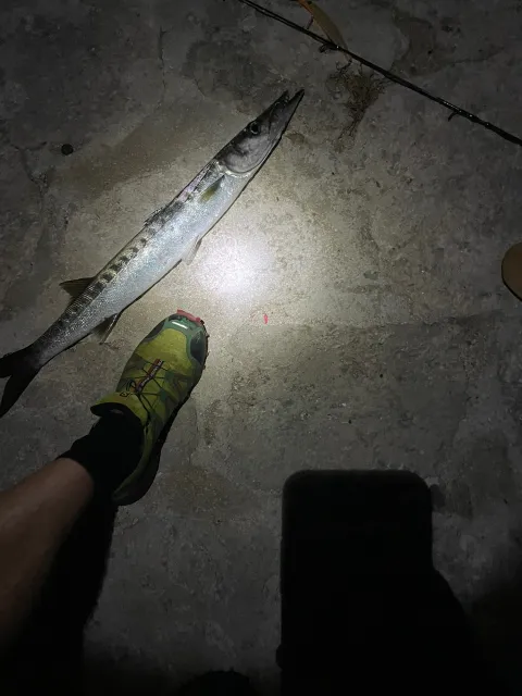 Barrakuda
