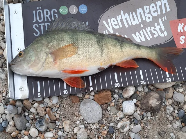 Flussbarsch