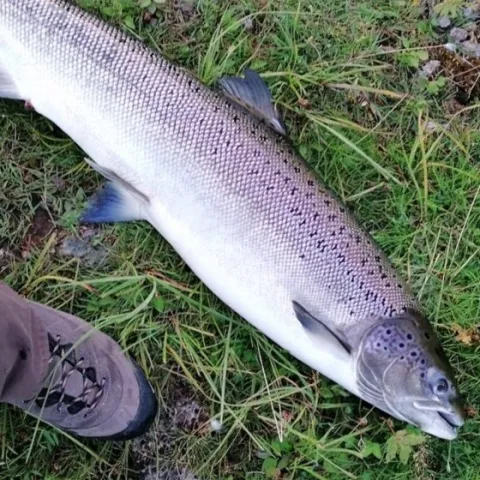 Lachs