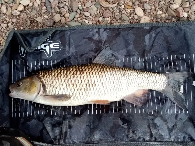 Döbel