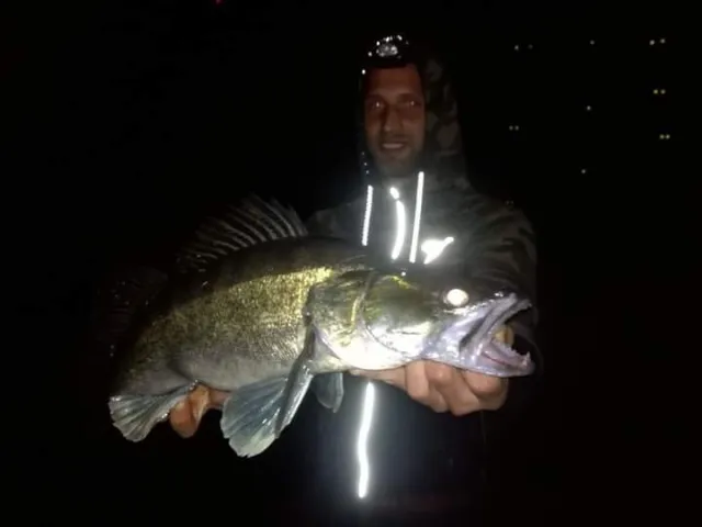 Zander