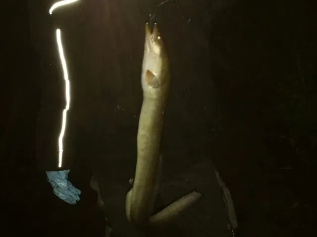 Aal