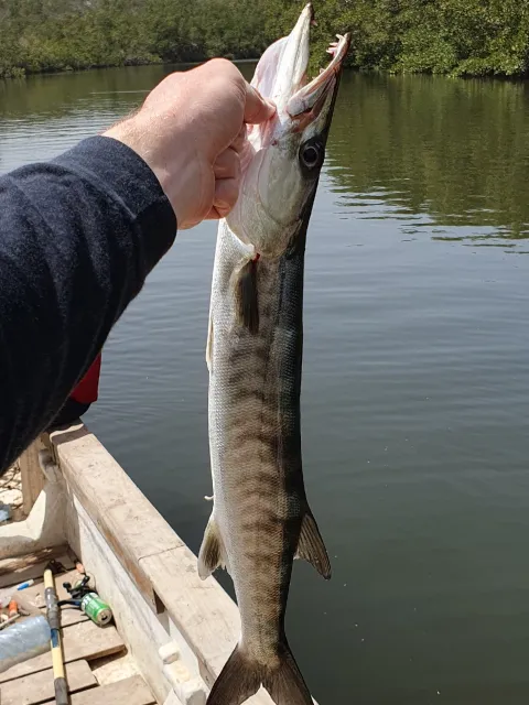 Barrakuda