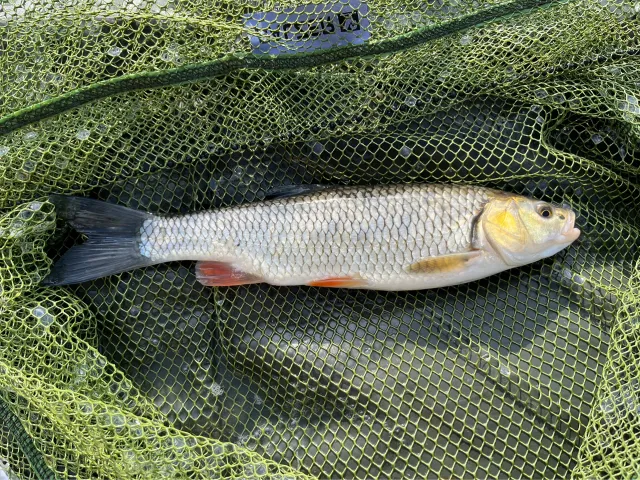 Döbel