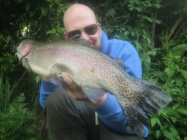 Regenbogenforelle