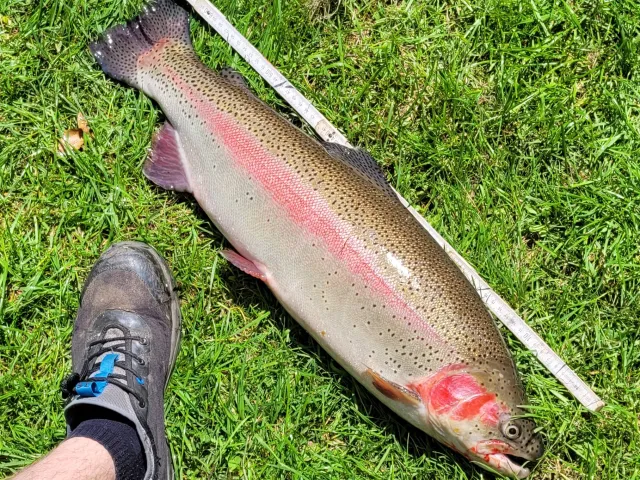 Regenbogenforelle
