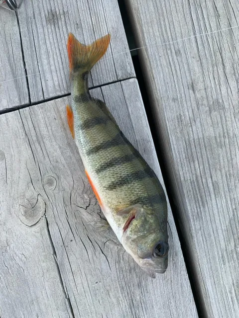 Flussbarsch