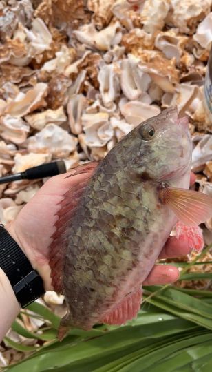 Lippfisch