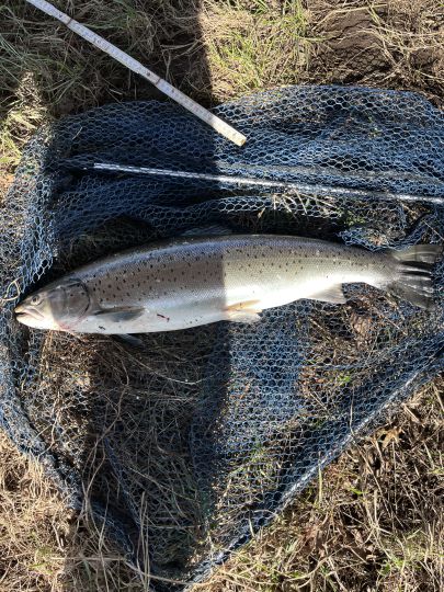 Meerforelle