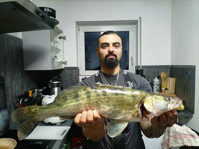 Zander