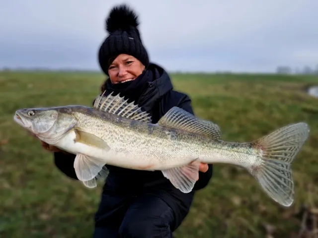 Zander