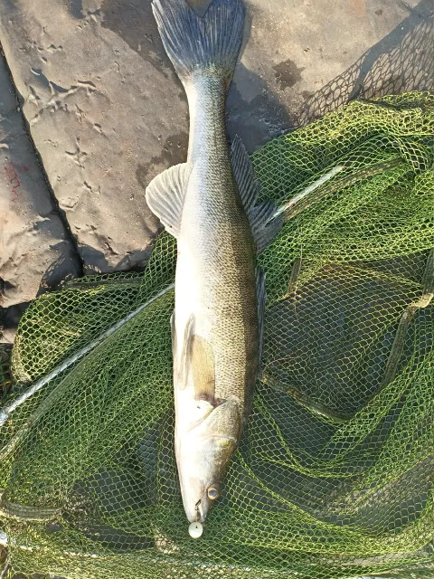 Zander