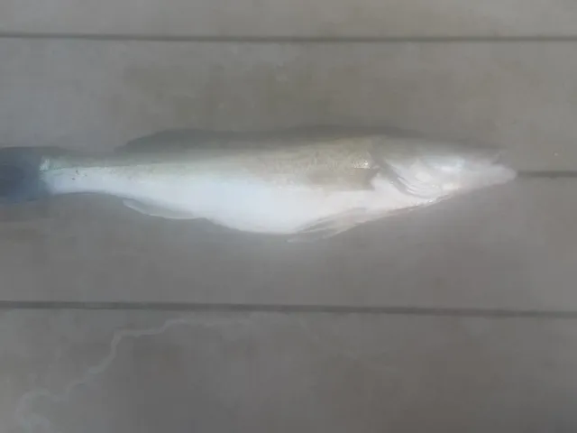 Zander