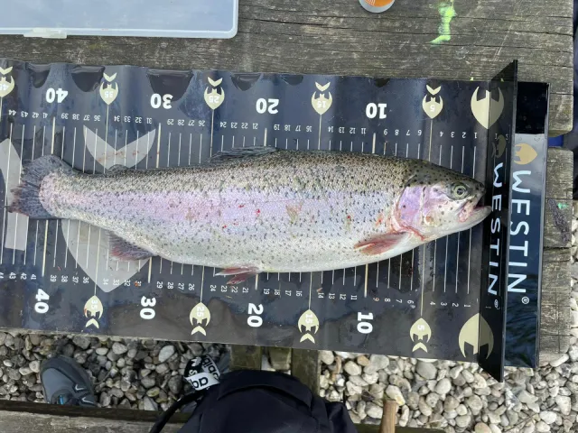 Regenbogenforelle