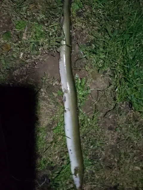 Aal