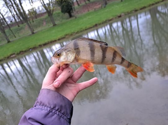 Flussbarsch