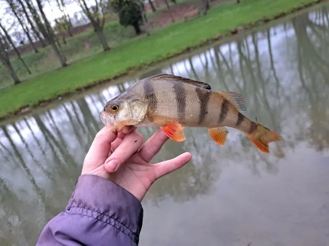 Flussbarsch