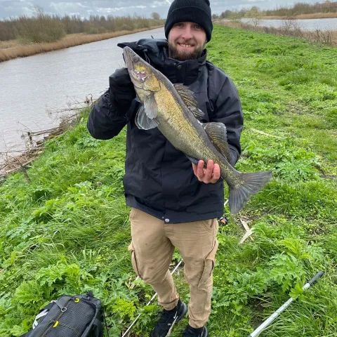 Zander