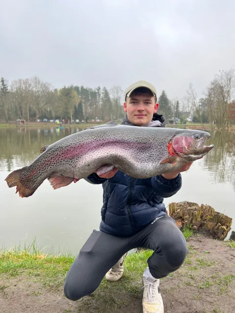 Regenbogenforelle