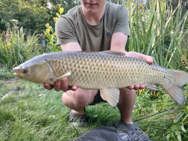 Graskarpfen