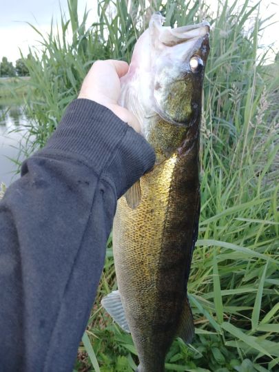 Zander