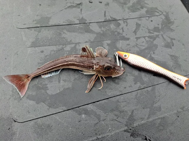 Knurrhahn (Grauer)