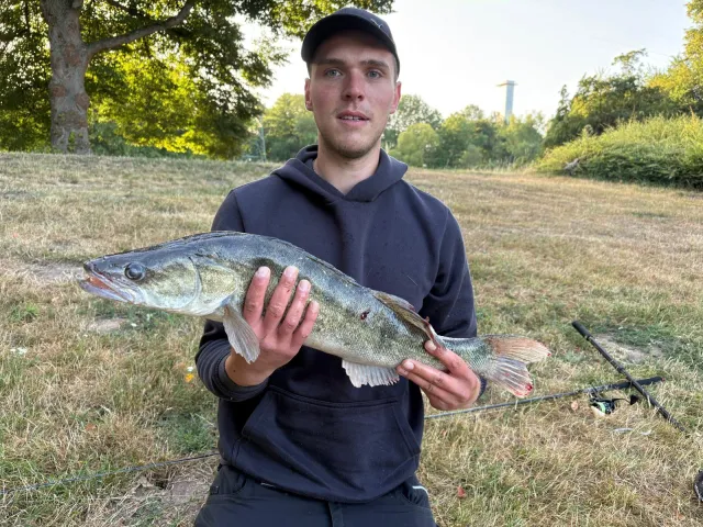 Zander