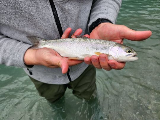 Regenbogenforelle