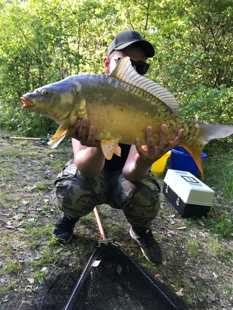Karpfen