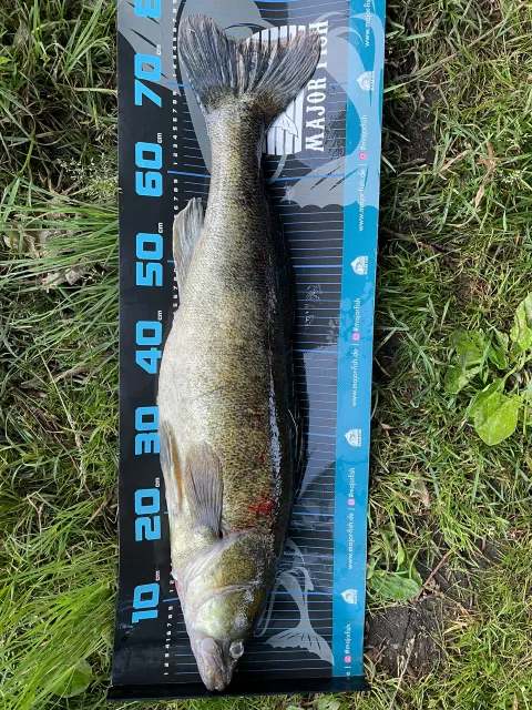 Zander