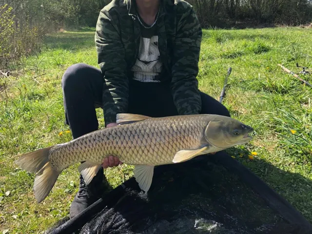 Graskarpfen