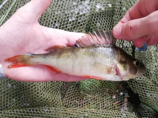 Flussbarsch