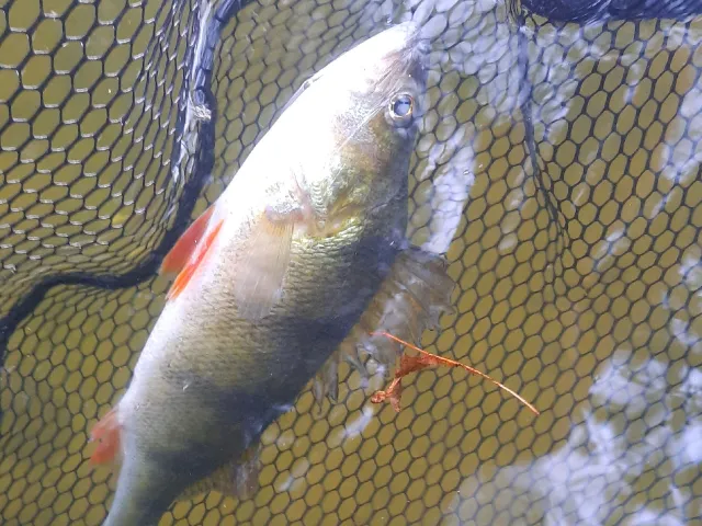 Flussbarsch
