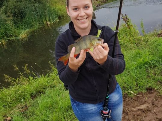 Flussbarsch