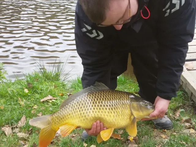 Karpfen