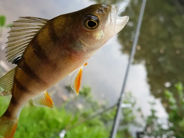 Flussbarsch