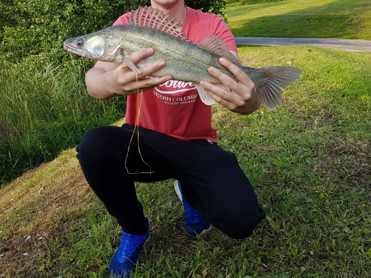 Zander