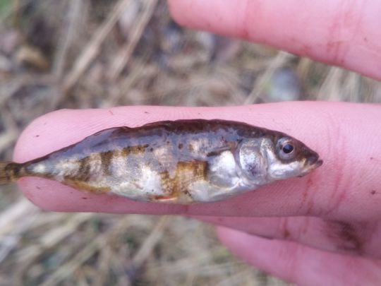 Dreistachliger Stichling