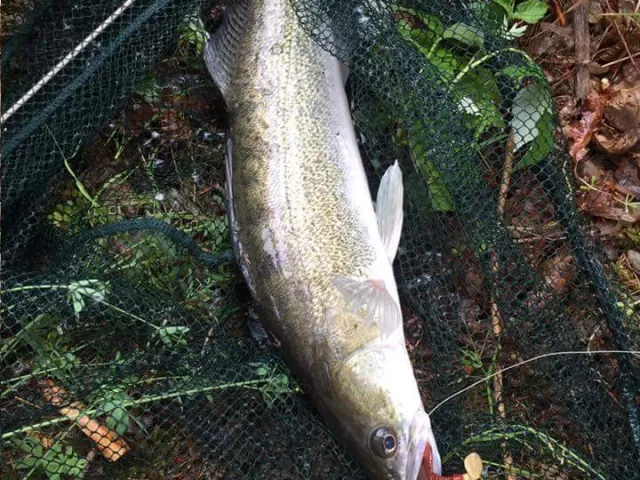Zander