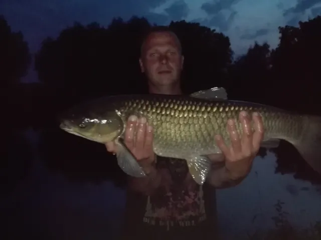 Karpfen