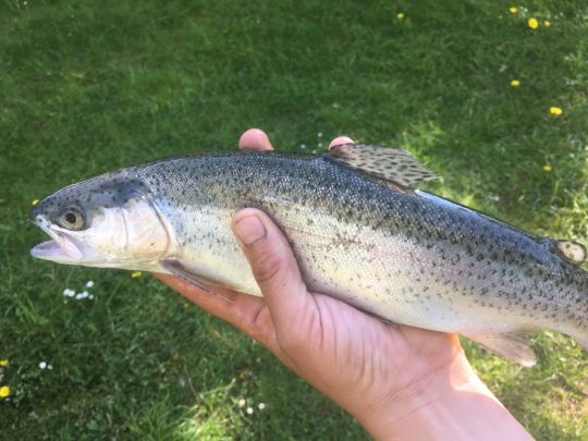 Regenbogenforelle