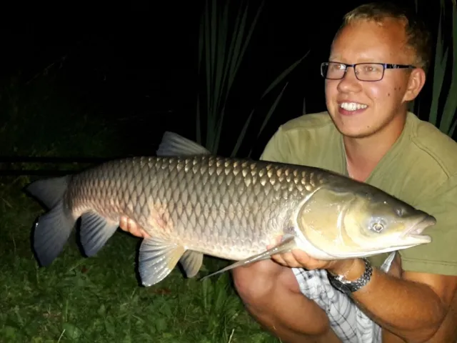 Graskarpfen