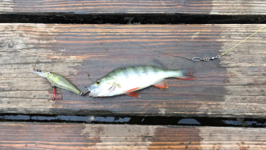 Flussbarsch