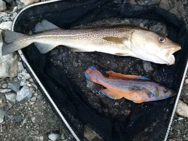 Lippfisch